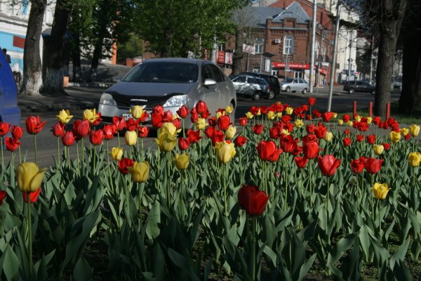 Весна в мае в городе
