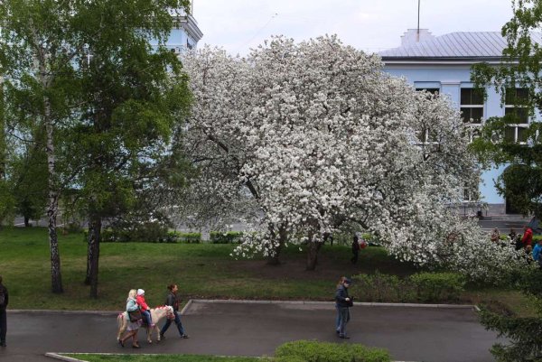 Весна в Барнауле фото