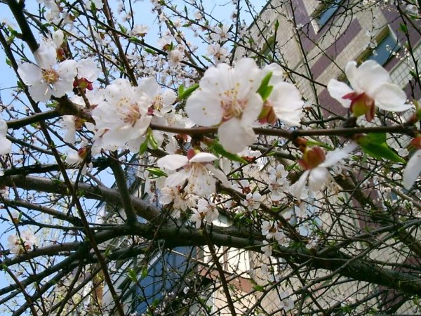 Тюльпаны в городе