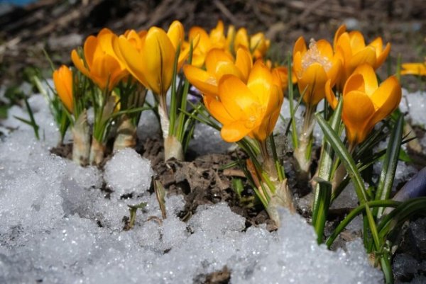 Яблони у Политеха Барнаул