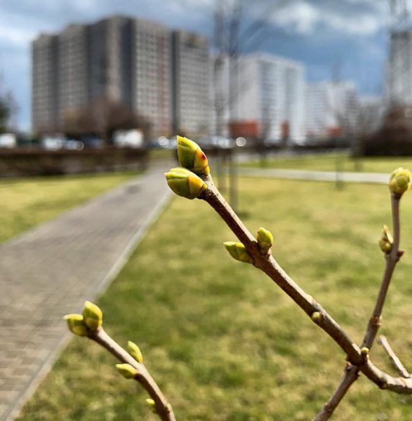 Украшение деревьев тканью