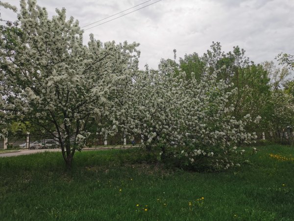 Черёмуха Нижний Новгород