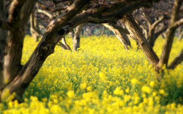 Желтый в природе