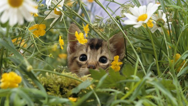 Обои для рабочего стола природа цветы