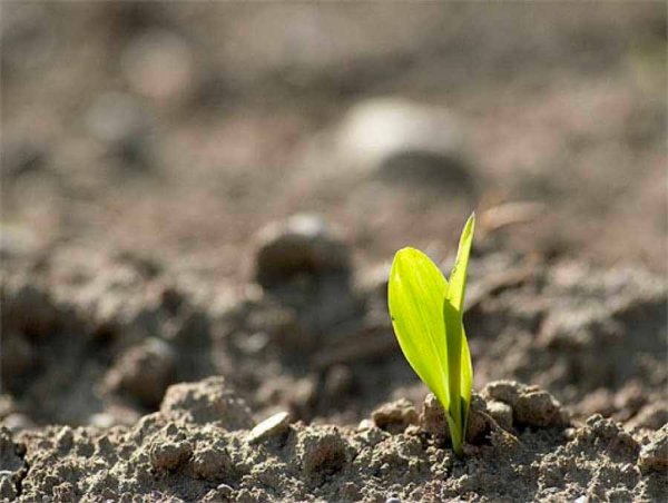 Весна полевые работы картинки