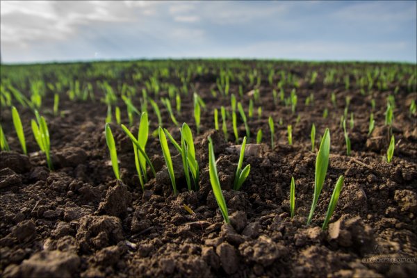 Посев яровых зерновых культур