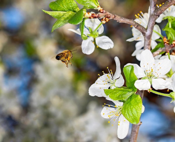 Сев яровых культур 2021