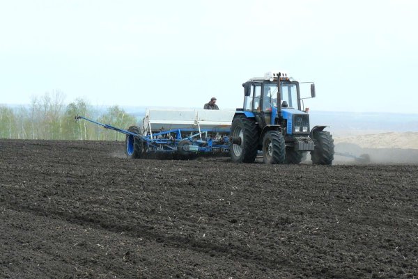 Овсяница красная всходы