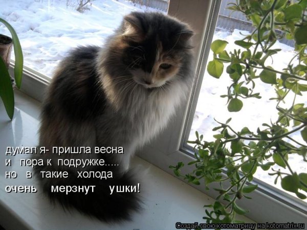 Про холод цитаты смешные