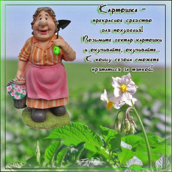 Открытки про дачу