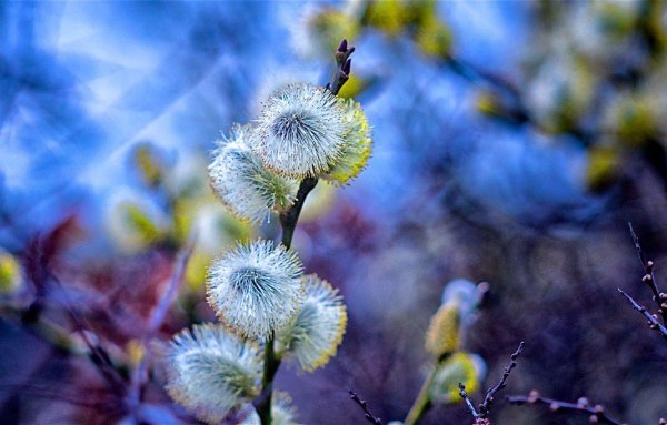 Весенние обои