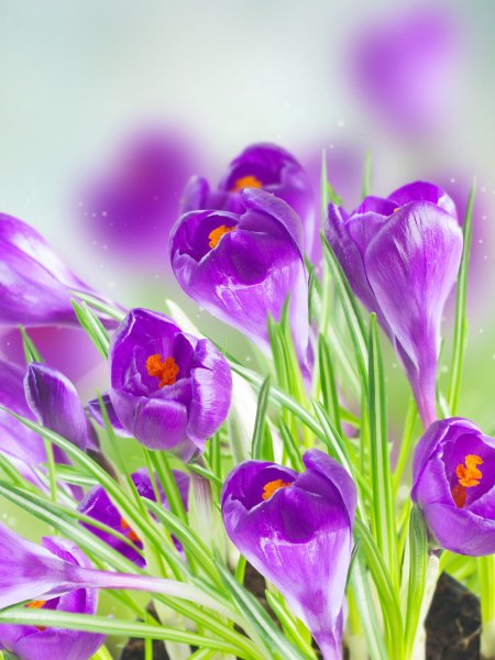 Черри блоссом Найт