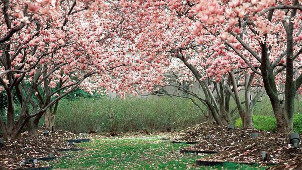 Весенние картинки на рабочий стол
