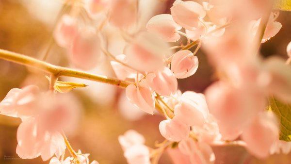 Нежные картинки на рабочий стол