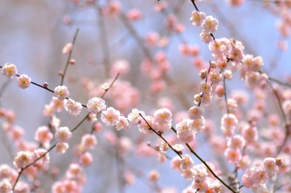 Весенняя ветка