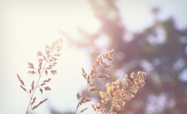 Осень в пастельных тонах