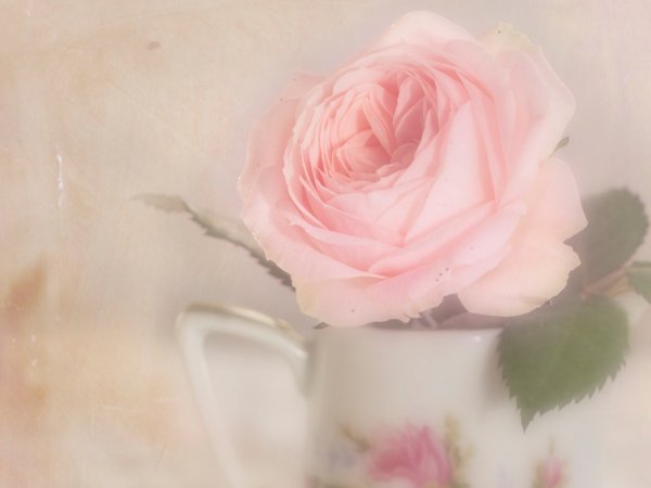 Цветы в пастельных тонах