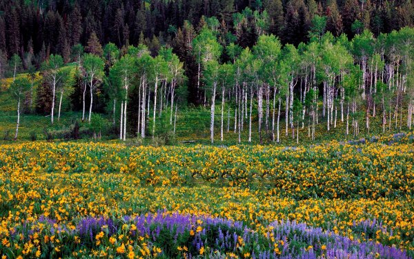 Растения Юга Западной Сибири Поляна Цветущая