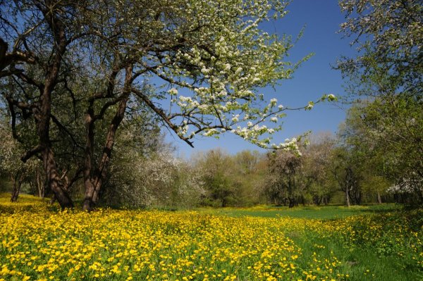 Весна пейзаж