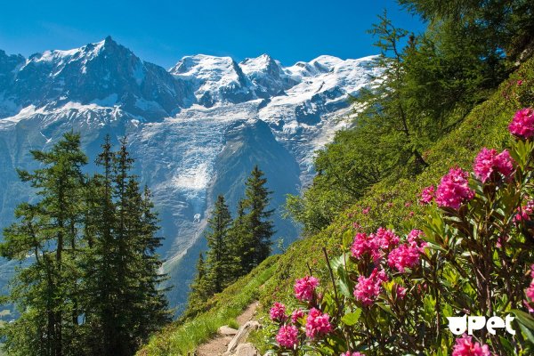 Альпийские Луга Шамони