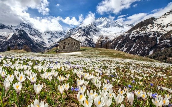 Долина крокусов Домбай