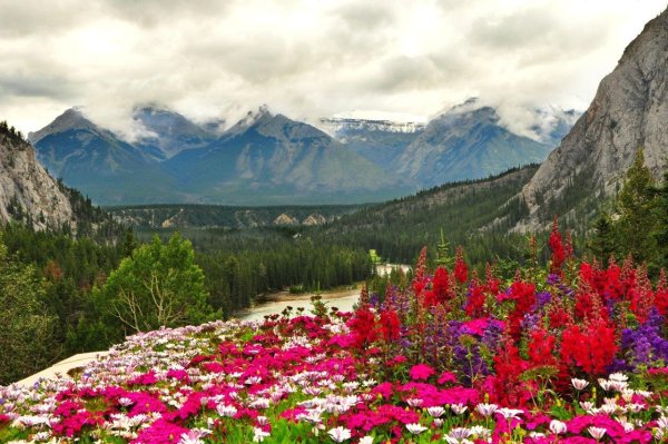 Национальный парк Банф растения