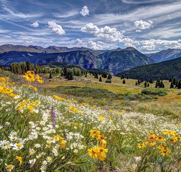 Колорадо штат природа цветы