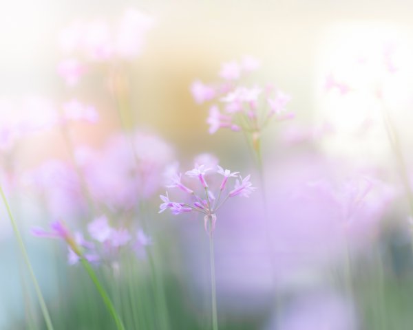 Фон природа размытый