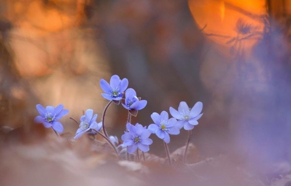 Нежность природа