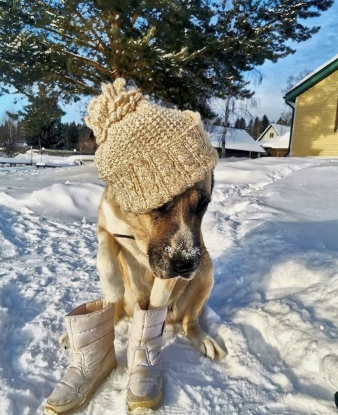 Холодает ухи мерзнут
