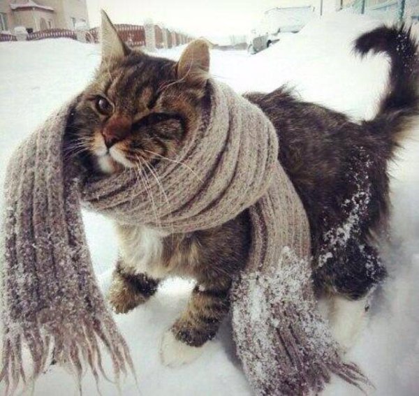 Шутки про зиму и весну