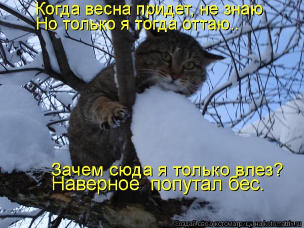 Котик в зимней одежде