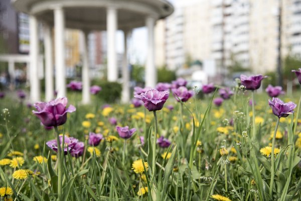 Везелка БЕЛГУ