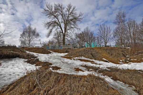 520-Голубая пролеска