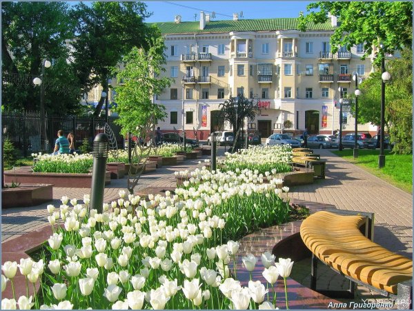 Пролески Белгород