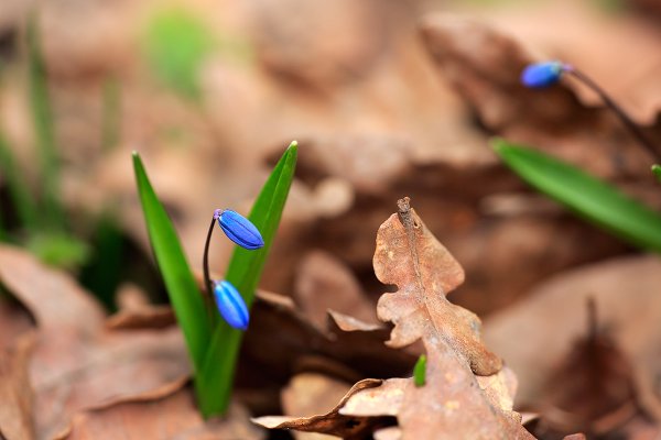 Весеннее макро