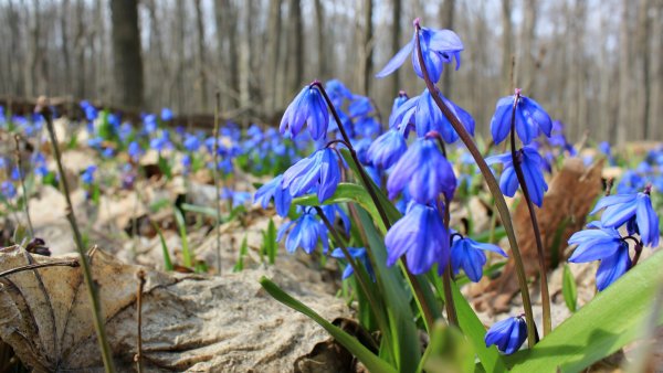 Владимирский собор сирень Рахина