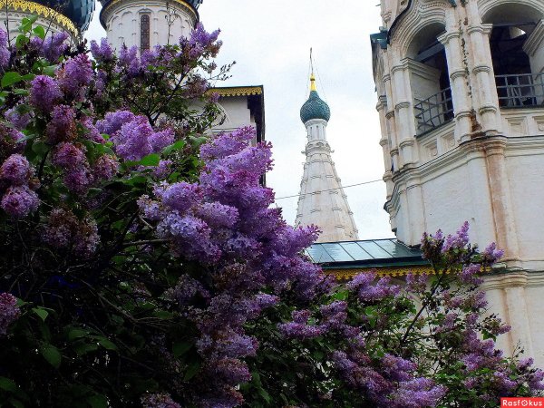 Староверский лес Курск