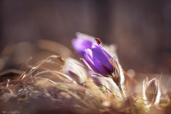 Макросъемка Весна