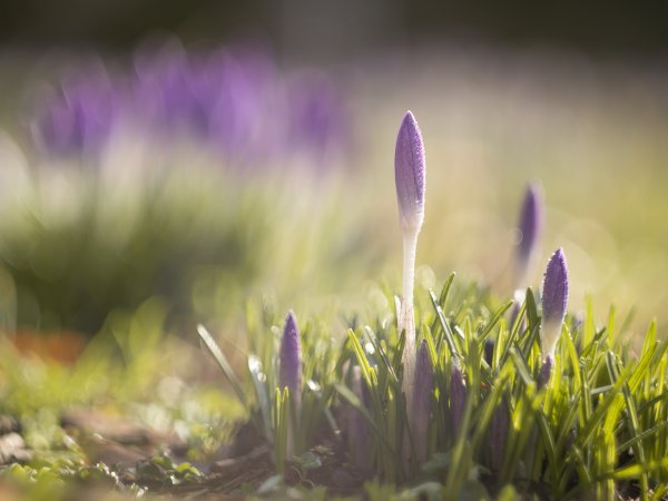 Весенняя трава