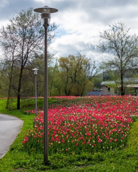 Ялта подснежники