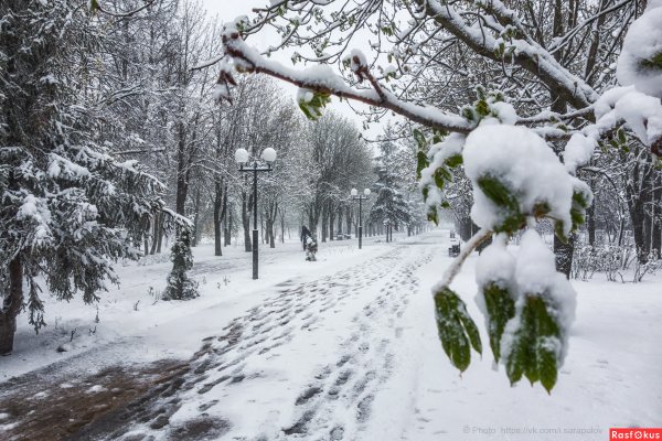 Подснежники в Битцевском лесу