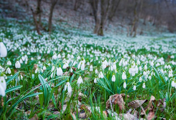 Парк ранней весной