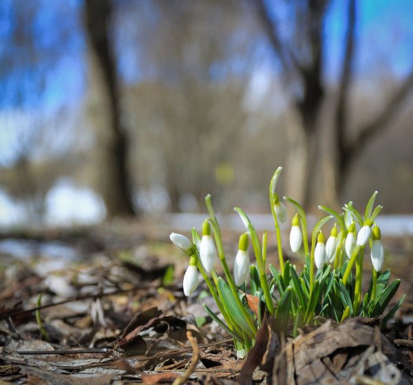 31 Весна фото