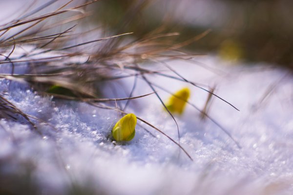 Макросъемка Весна
