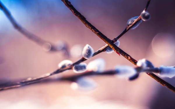 Весенние веточки макро