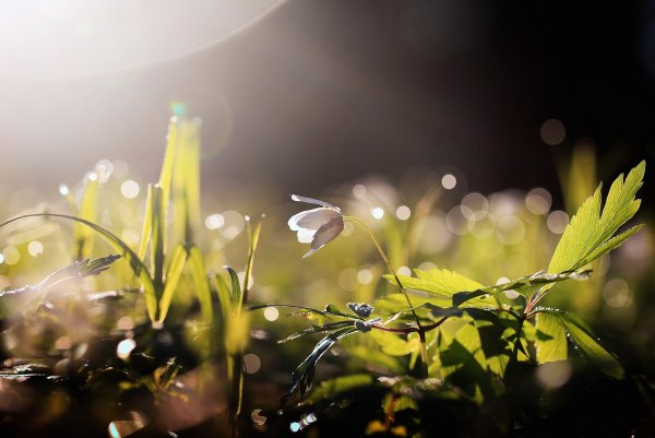 Природа макро