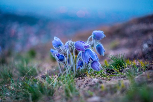 Весна природа