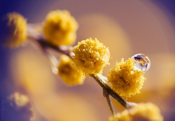 Мимоза солнце