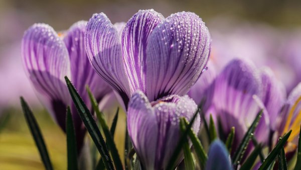 Лавандовый Крокус – Lavender Crocus